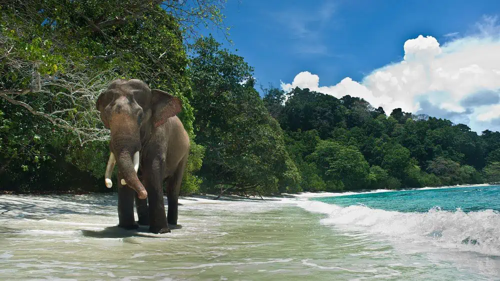 Explore Beautiful Andaman with Zaara Tourism and Travels Banner 7