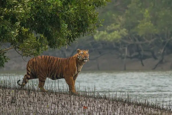 Sundarban explore package thumbnail Zaara Tourism and Travels